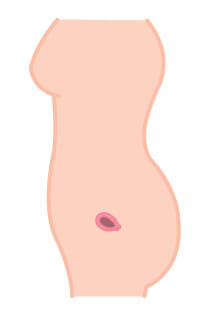 Pregnancy illustration - الشهر الأول