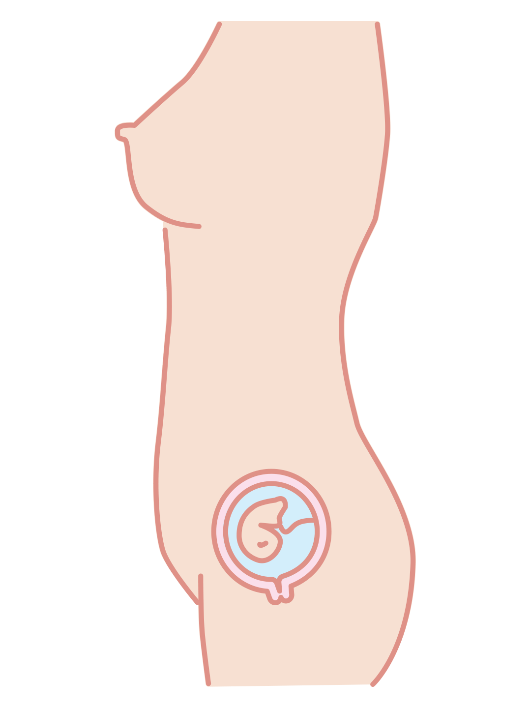 First trimester illustration