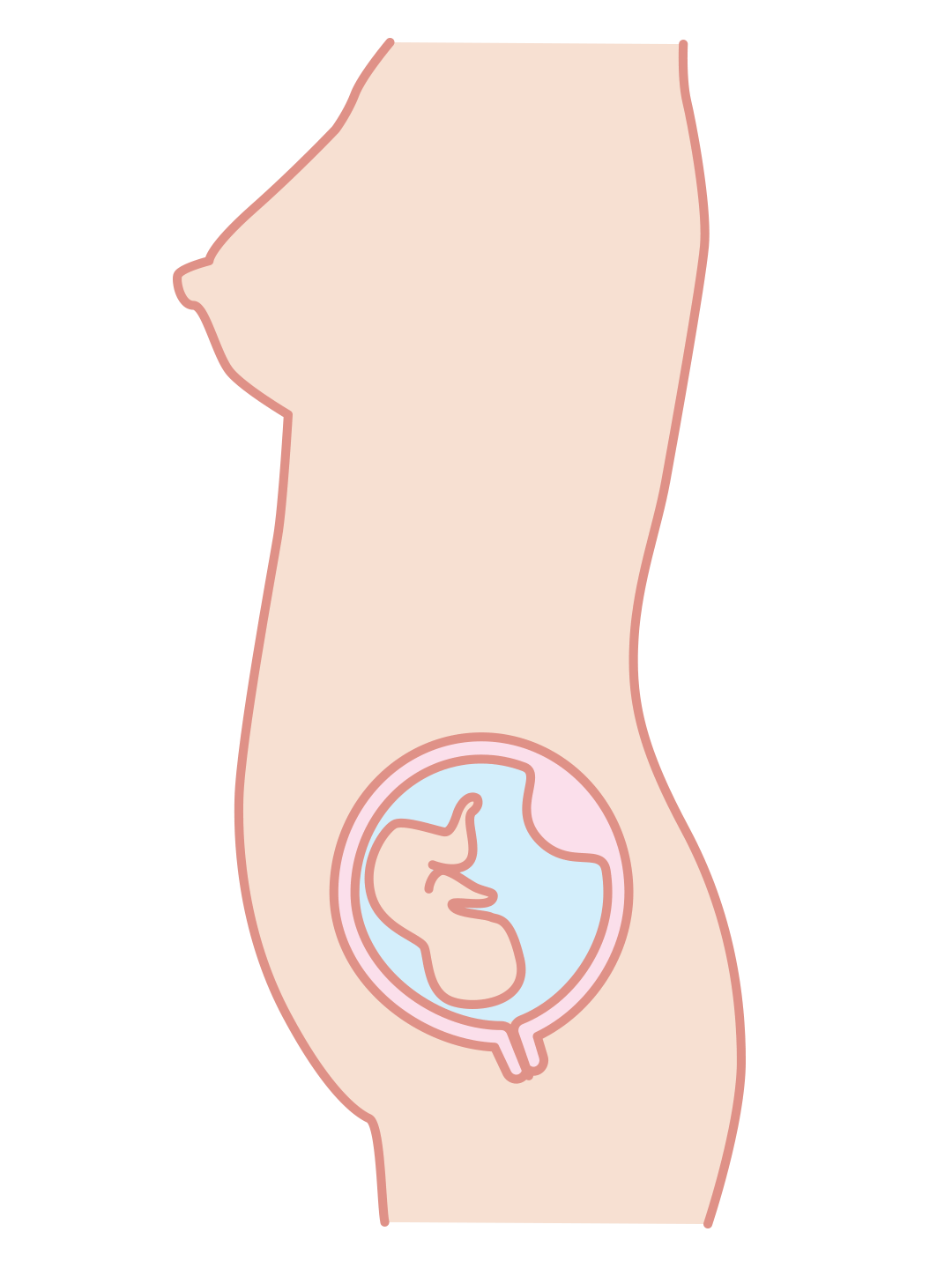 Second trimester illustration