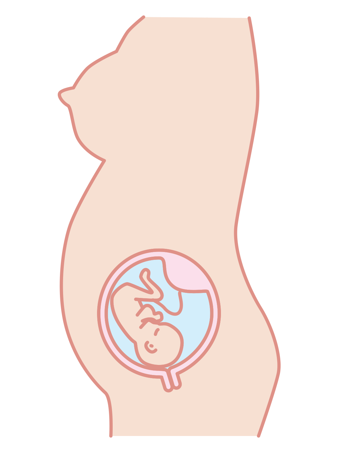 Third trimester illustration